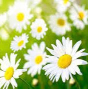 Meet your Posher, Kerry